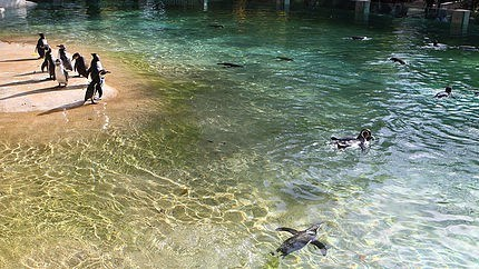 Zoo-de-Beauval-eau-limpide-du-bassin-des-manchots Zoo-de-Beauval-eau-limpide-du-bassin-des-manchots