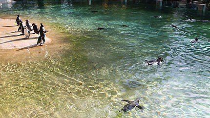 Zoo-de-Beauval-eau-limpide-du-bassin-des-manchots