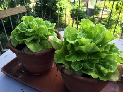 Impact du traitement de l\'eau HydroFlow sur les salades d\'un jardin
